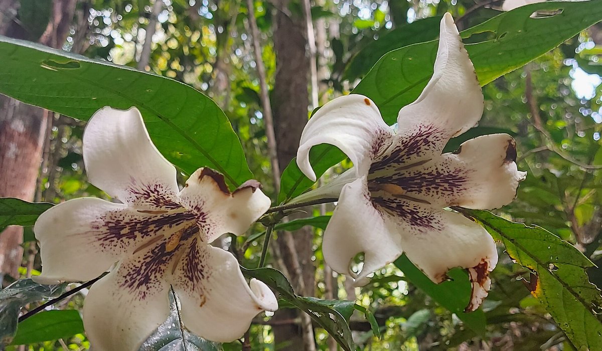 Forêt tropicale indonésienne.