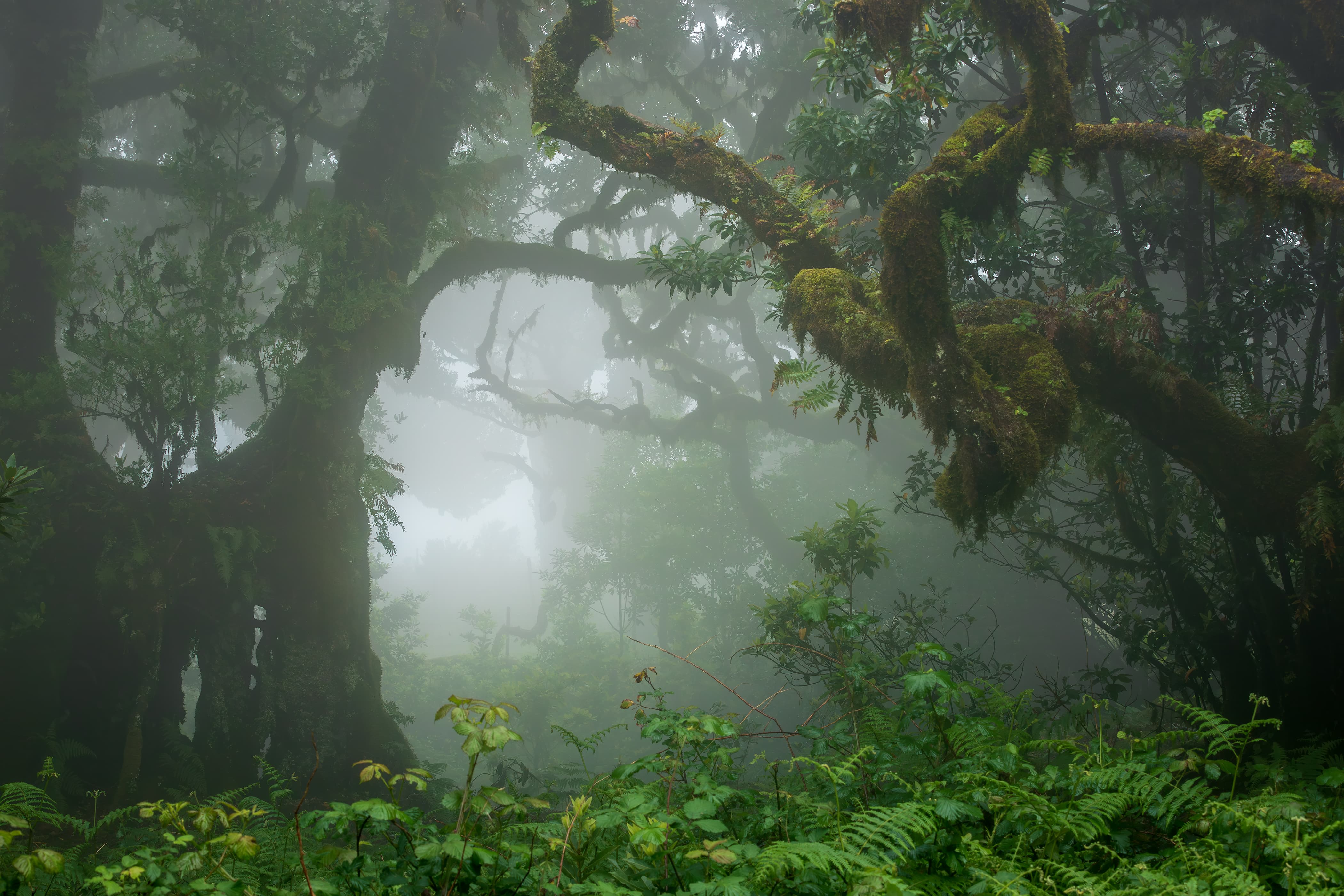 Forêt de Fanal, Madère